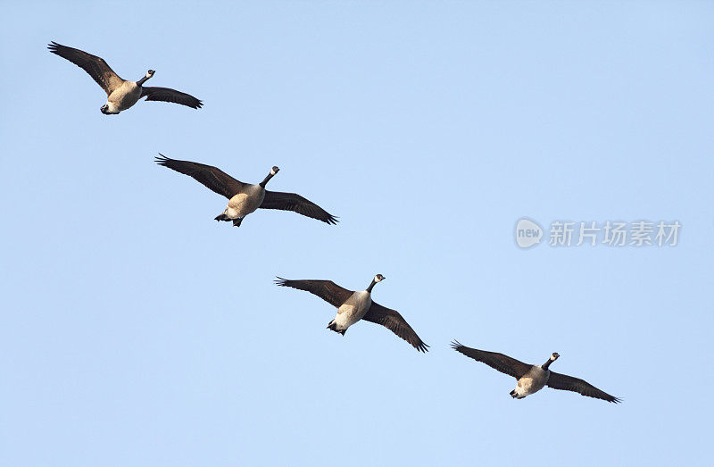 加拿大鹅(Branta canadensis)